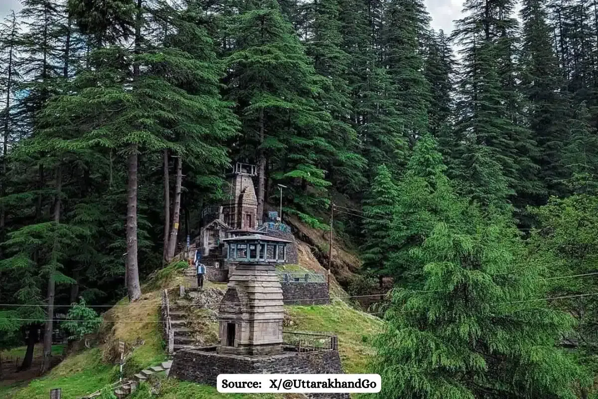 1000 Deodar trees to be cut in Jageshwar, why these trees are crucial for environment