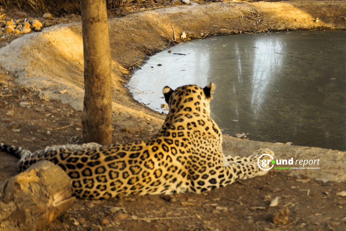 Leopards kheoni gandhi sagar wildlife senctury