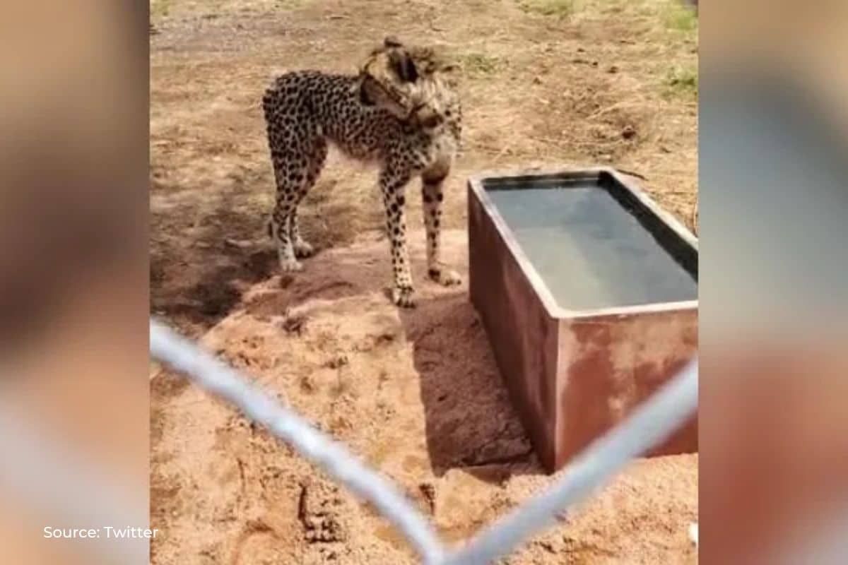 How cheetah named 'Shasha' brought from Namibia died in Kuno National Park?