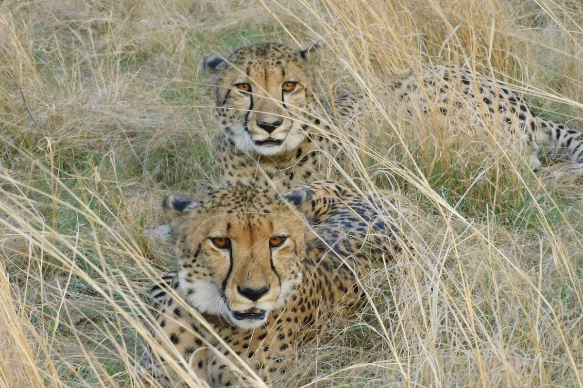 Cheetahs vs Nilgai: Predators Turn Saviors for Farmers in Gandhi Sagar