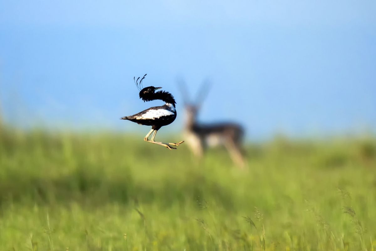 Taxpayer money flows while endangered Lesser Florican disappear