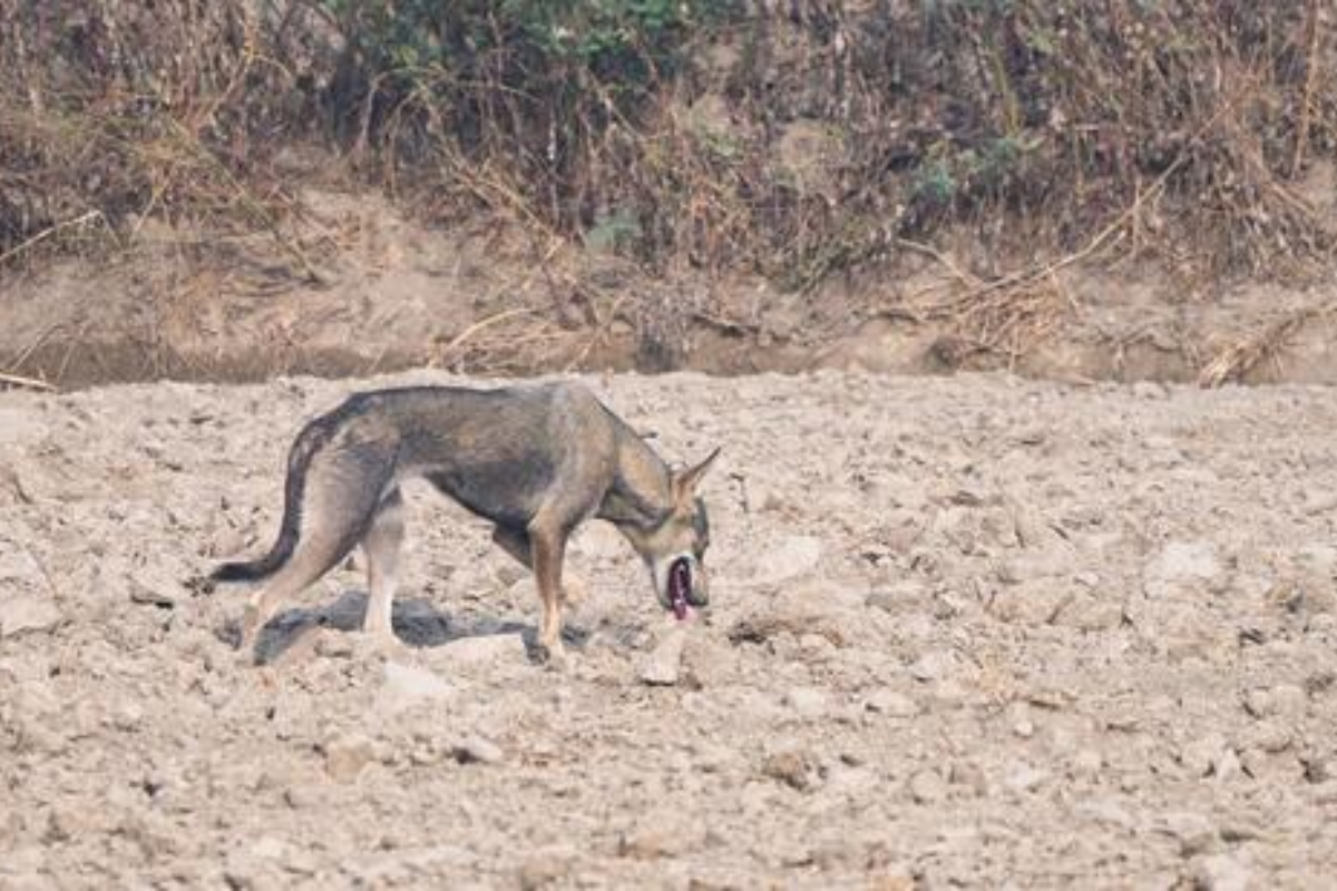 Why a possible Indian Grey Wolf sighting in Delhi after 80 years is important?