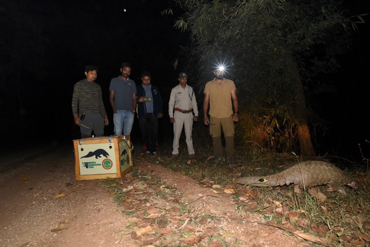 Pangolin Wildlife Conservation Trust 