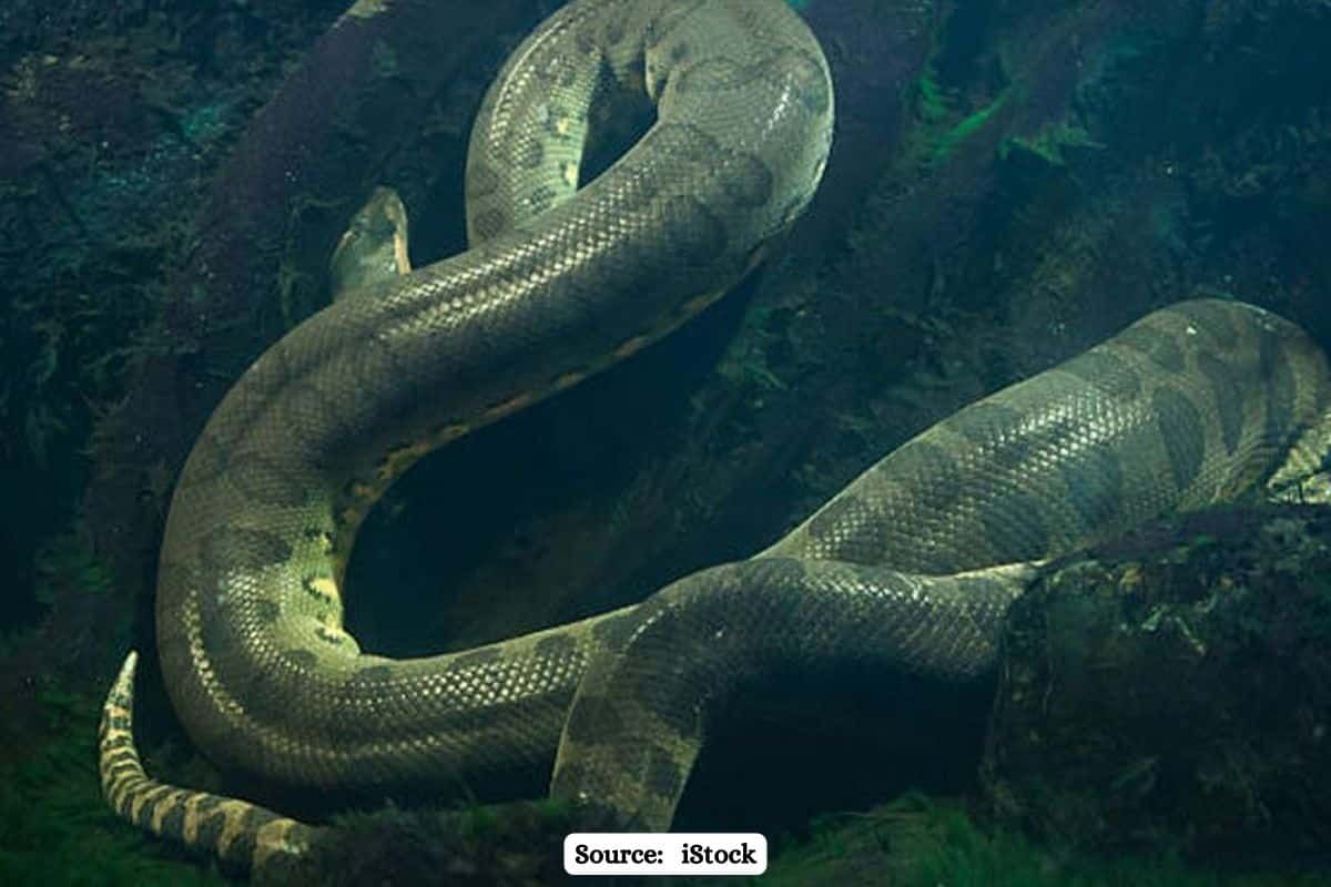 World's largest snake 'Eunectes Akayima' found in Amazon rainforest