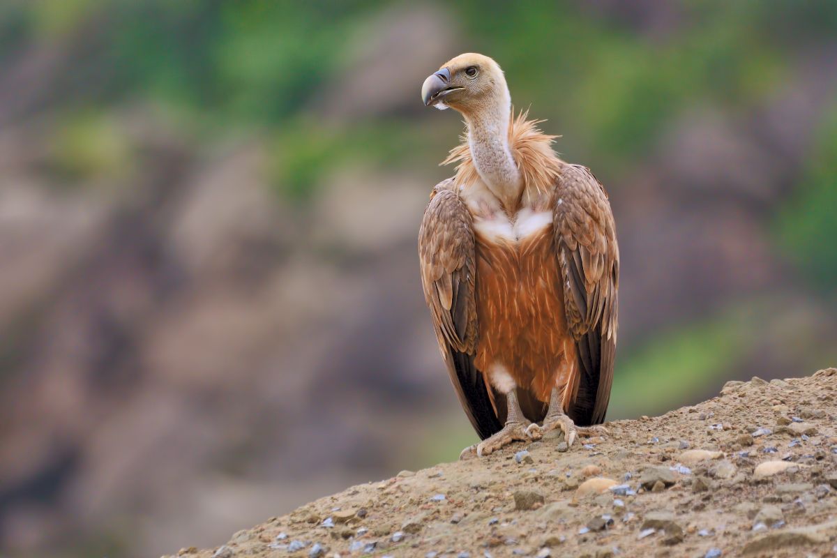 India’s Vultures Are Vanishing, But Why Are Their Nests Empty?
