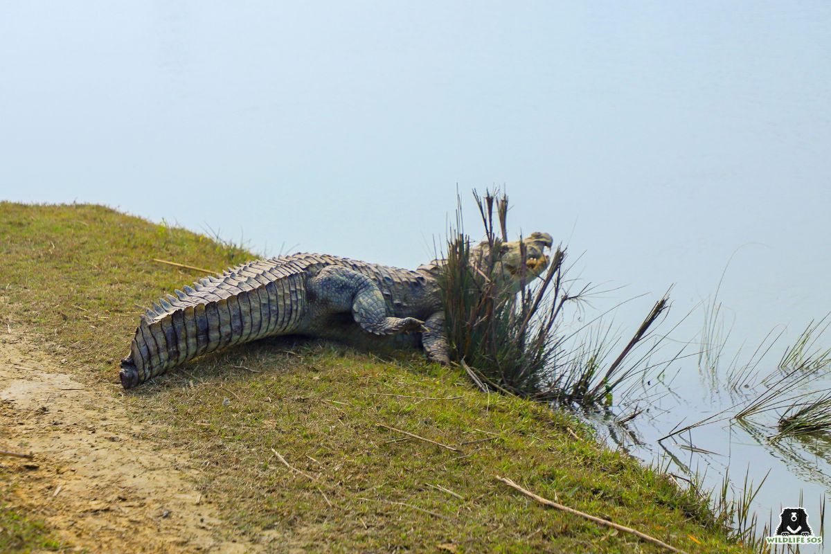 World Crocodile Day: Conservation Efforts Spotlight Vital Apex Predators