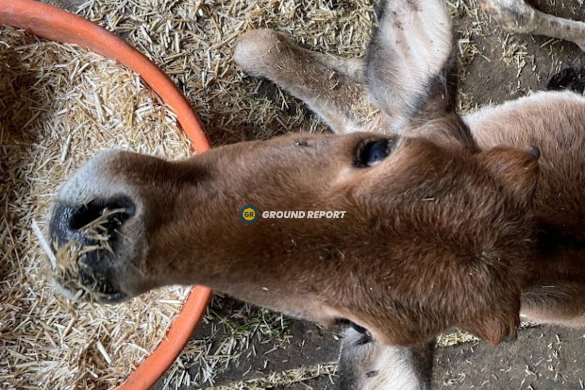 क्या बंद हो जाएगा हिमाचल का राधे कृष्णा गौ-अभ्यारण?