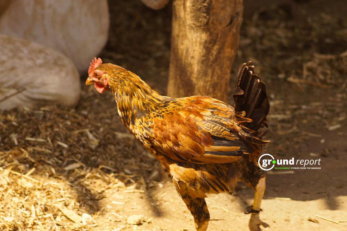 Chhindwara bird flu detected in cats – Is there a risk to humans?