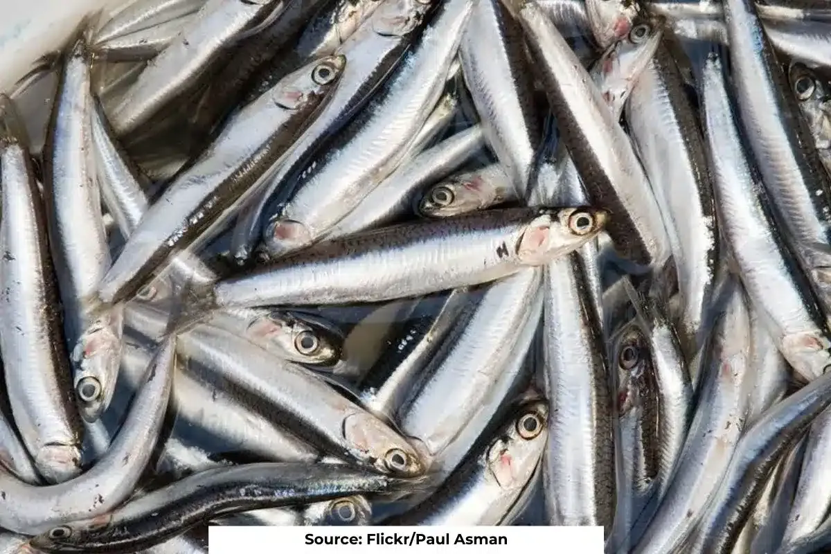 Bay of Biscay Anchovies getting smaller, research points to environmental factors