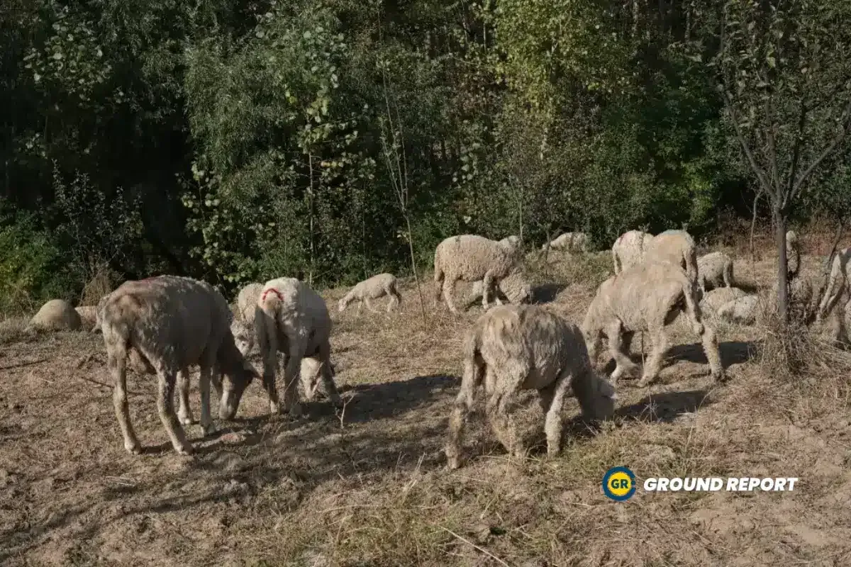 A shepherd leads his flock through a field. Photo Credit: Wahid Bhat