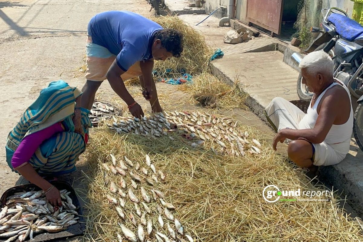 Fisherman arranging fish catches on a grasspile to sell