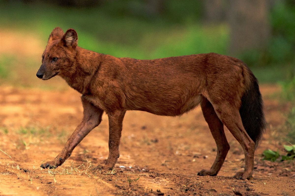 World Dhole Day 2024 Shines Light on Plight of Asia's Whistling Dogs