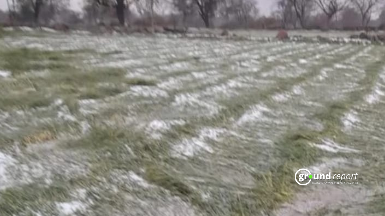 Unpredictable weather leaves farmers helpless in Jhansi and Chhatarpur