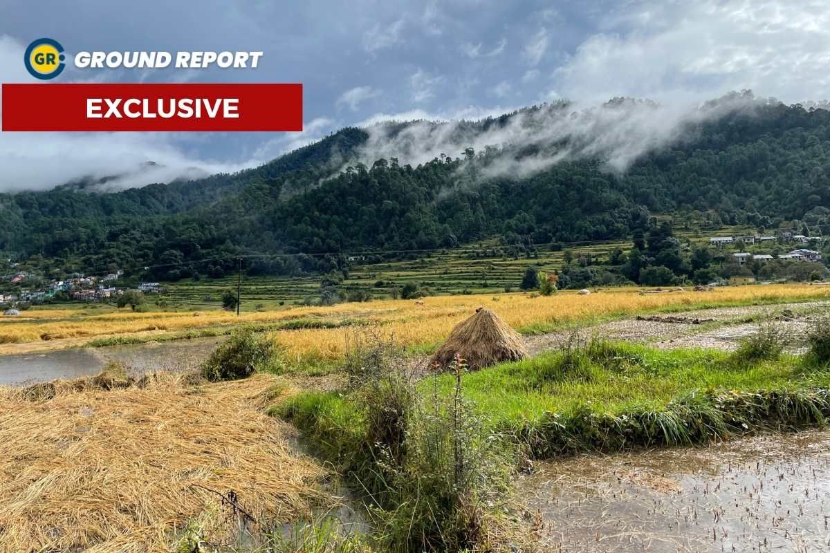 Paddy crop destroyed in Uttarakhand due to excessive rain