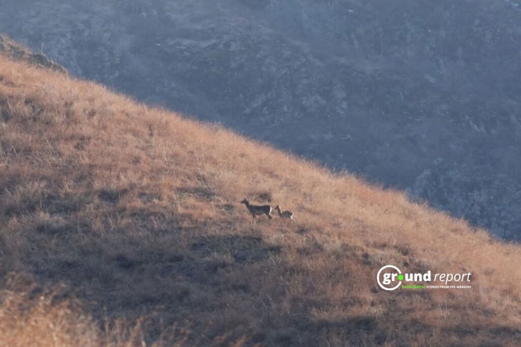 A female hangul and her fawn stand on a hillside in Dachigam, their presence showing fragile hope for the species’ survival.