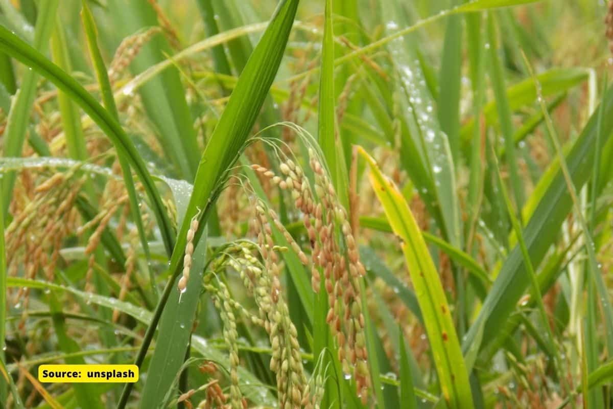 Paddy farmers of Kashmir, how is climate change affecting them?