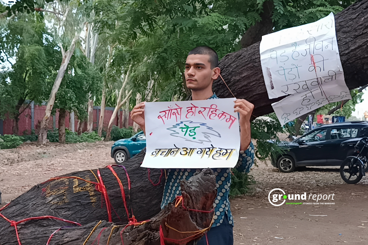 एनजीटी के पेड़ काटने वाले फैसले का क्या है महत्व और कैसे बदलेगी व्यवस्था?