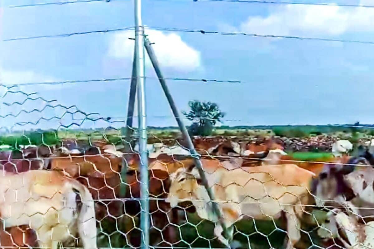 Gandhi Sagar a new cheetah habitat, may lead to livelihood loss