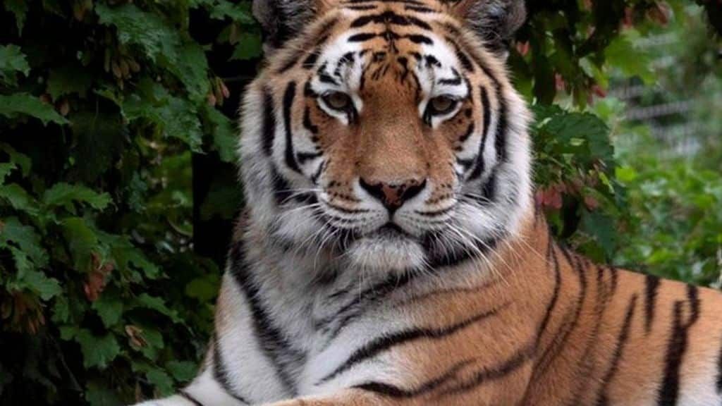 International Tiger Day: A look into India’s Tiger Population