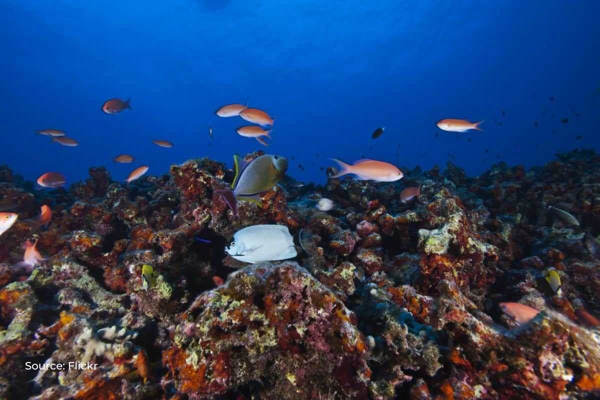 Over 500 Reef species in Australia decline in last decade