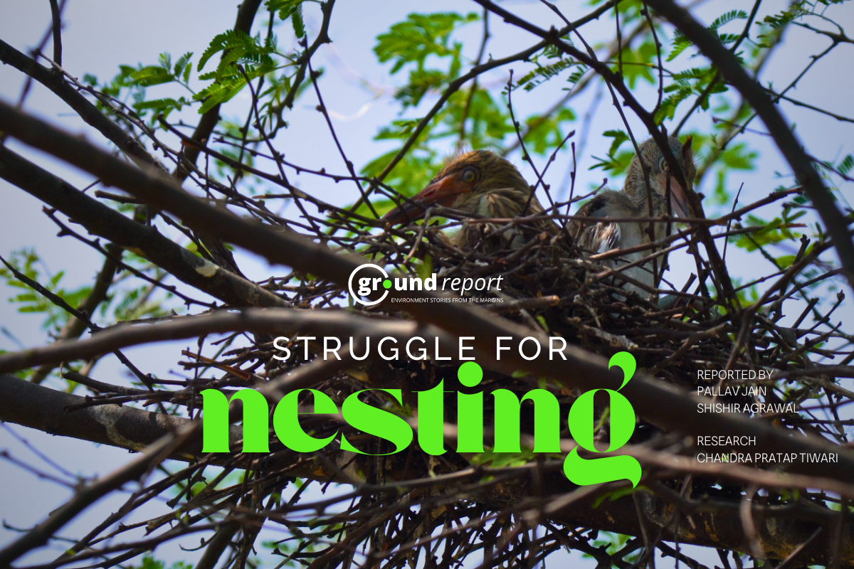 How urban development threatens avian populations in Indore?