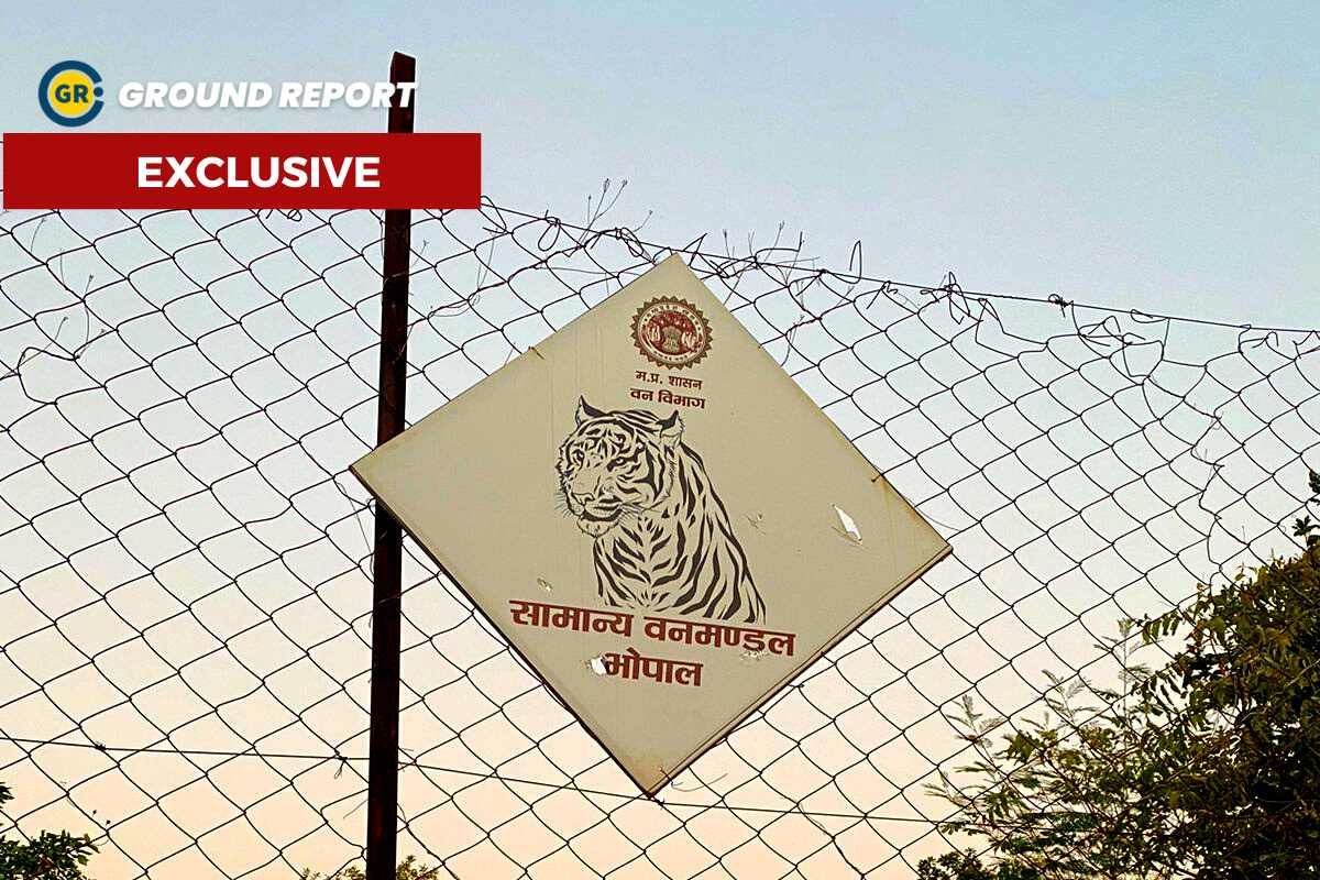 With 'Urban Tigers', human-animal conflicts become frequent in Bhopal