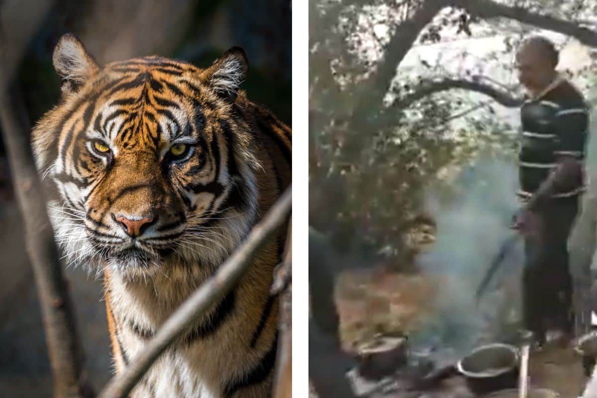 मध्यप्रदेश के पूर्व वन मंत्री द्वारा वन नियमों के उल्लंघन की जांच आरोपी अधिकारी के हाथ में