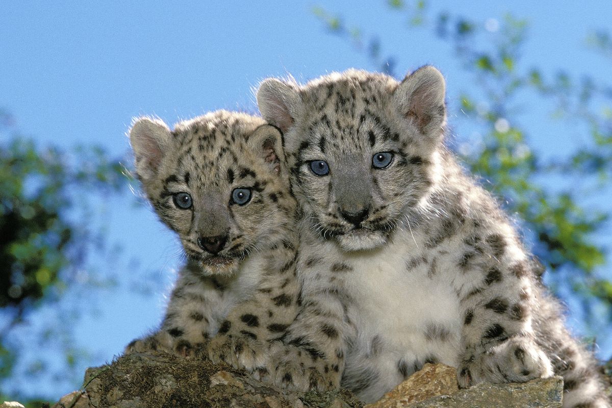 Snow Leopards Face Genetic Danger, Stanford Study Warns