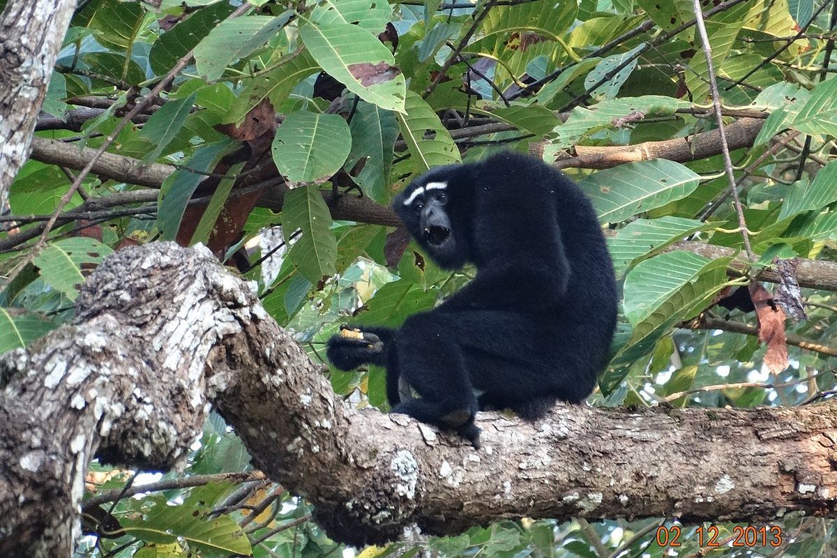 Why Hoolock gibbon conservation is important for India?
