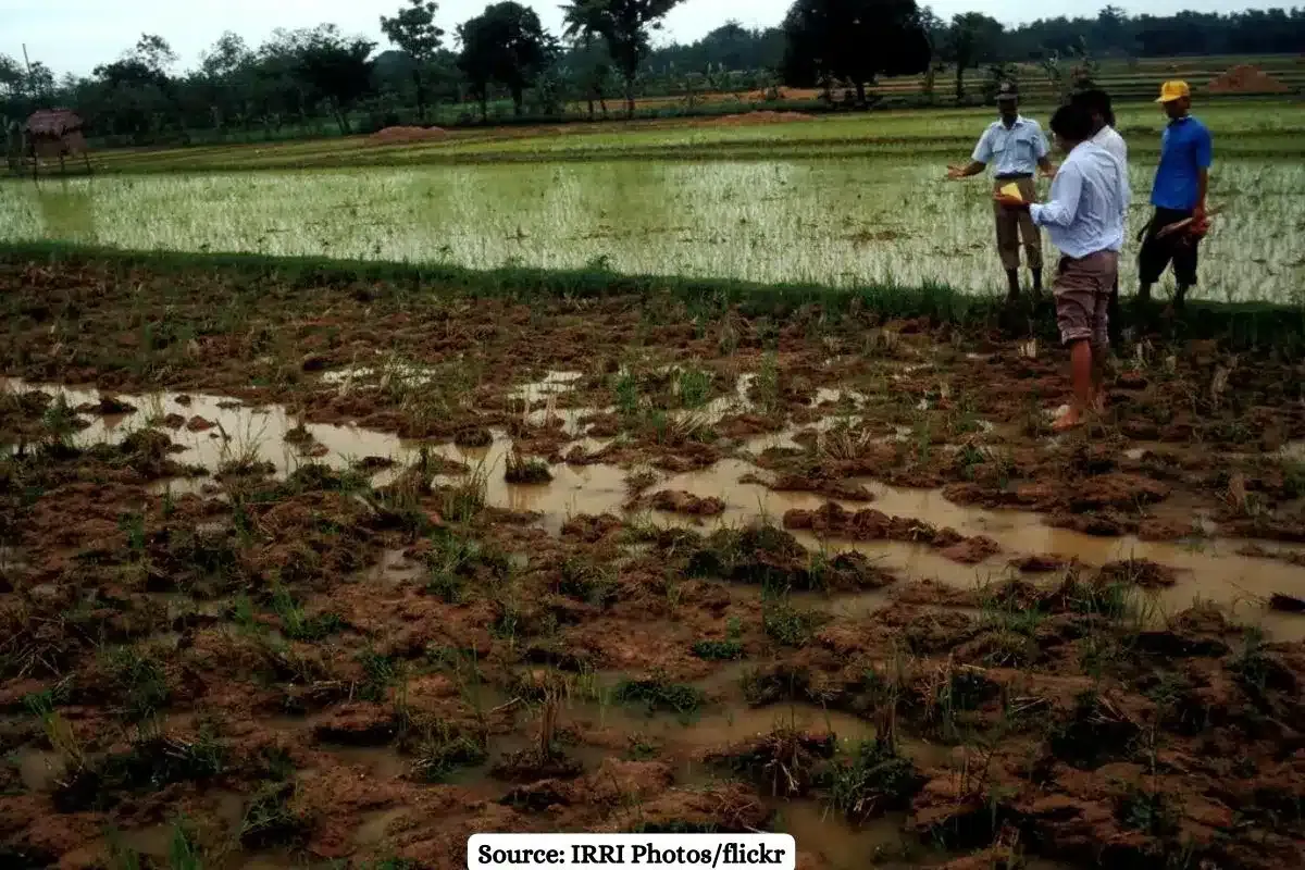 Temperatures are rising, but soil is getting wetter, why?