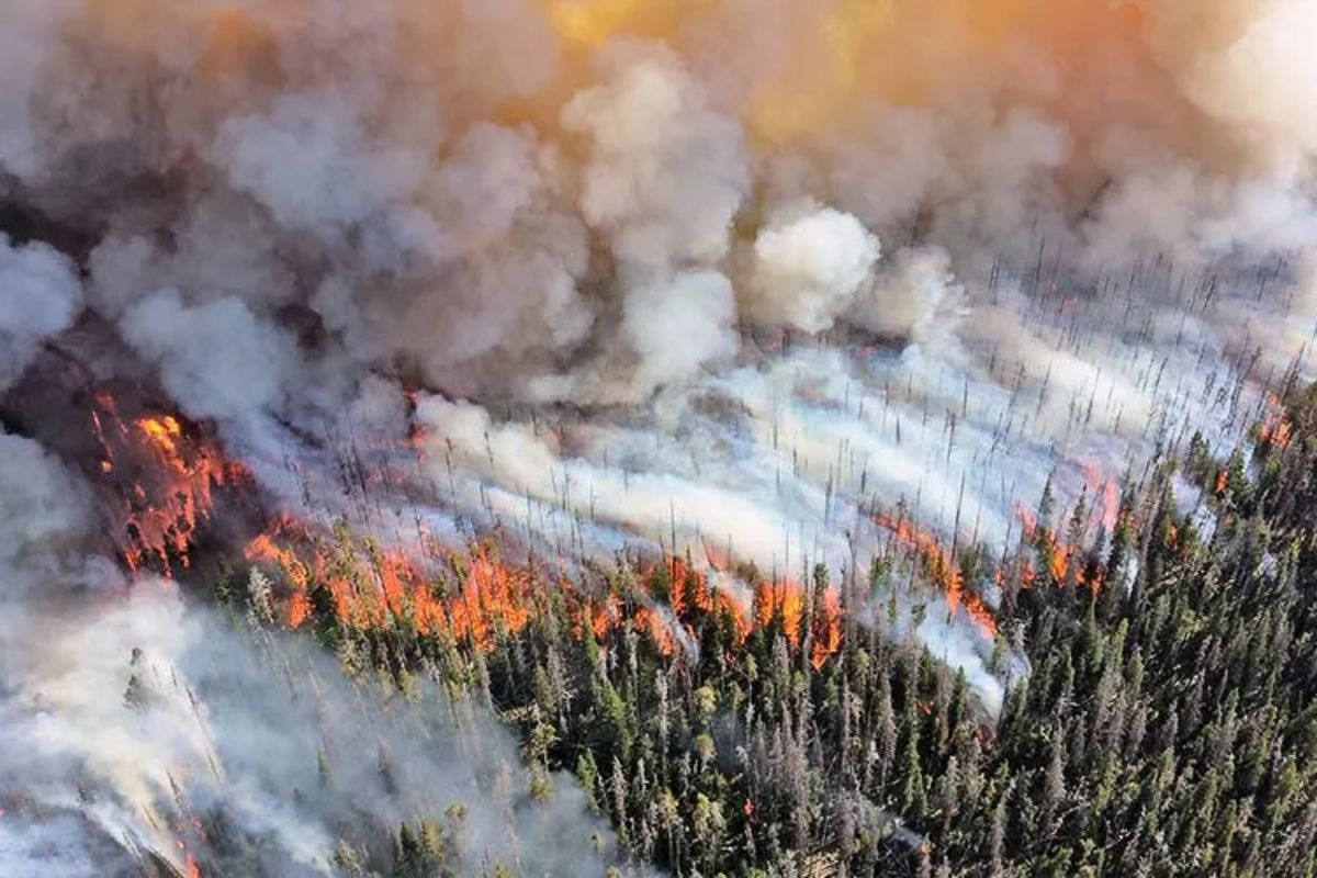 A wildfire that burned through more than a third of Etosha National Park has been contained, Namibia’s prime minister