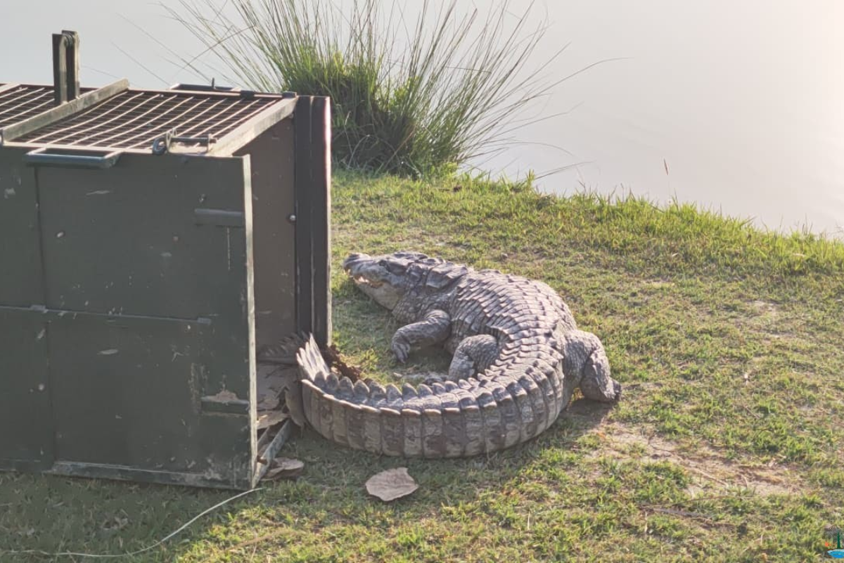 Crocodile rescued from agricultural field in U.P. village