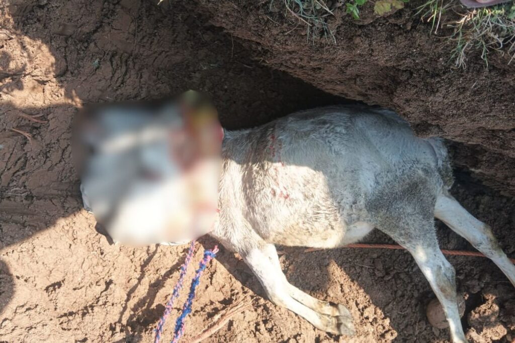 cow died after antrax infection in pandhurna mp