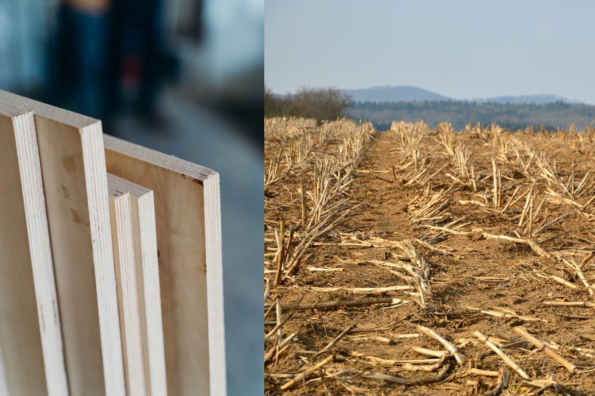 Stubble is not a problem, can change the face of 'Rs 30,000-crore' plywood industry