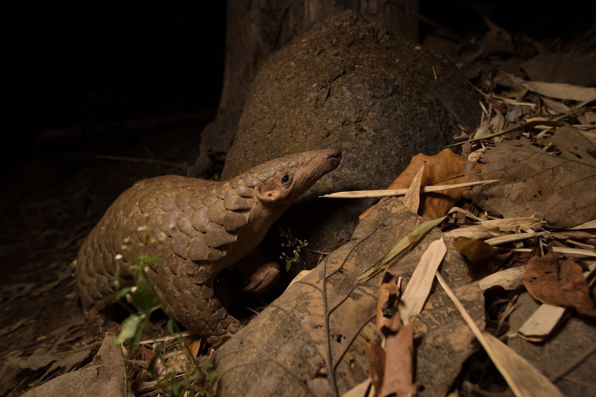 Pangolin paradox: Least known but most trafficked