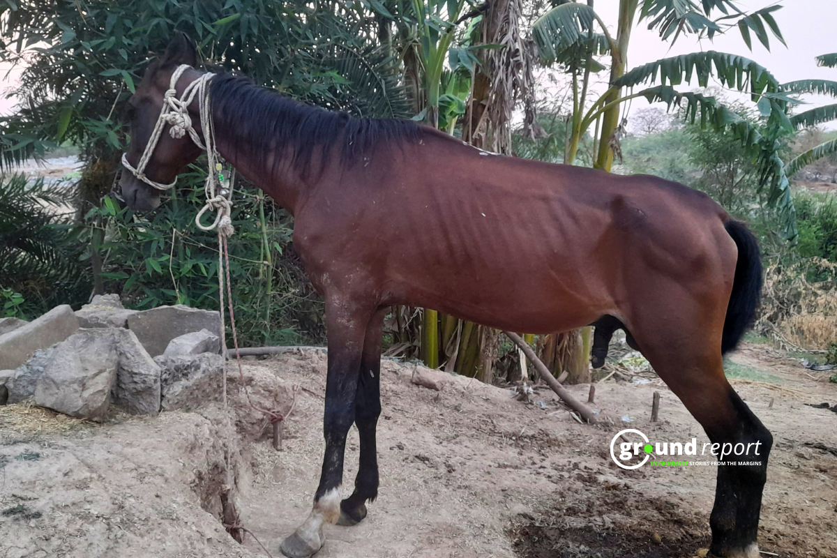 horse horse