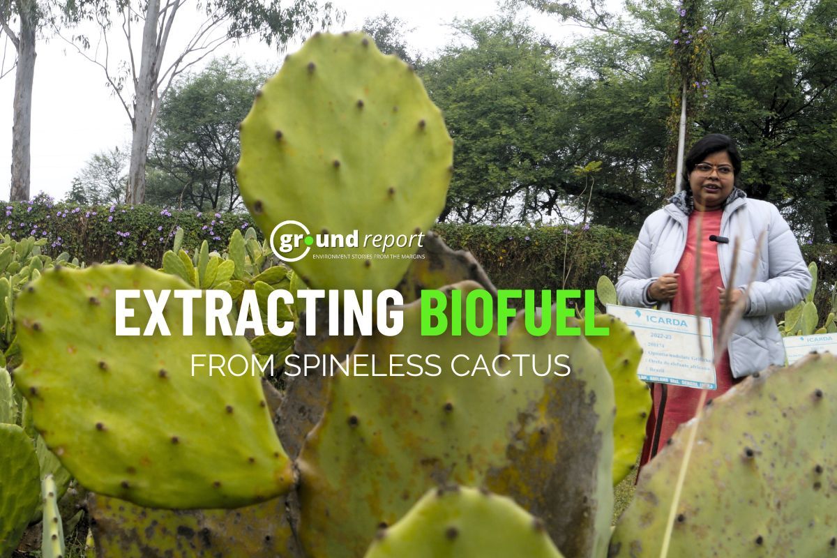 Thorny Solution: Extracting bio methane from spineless cactus