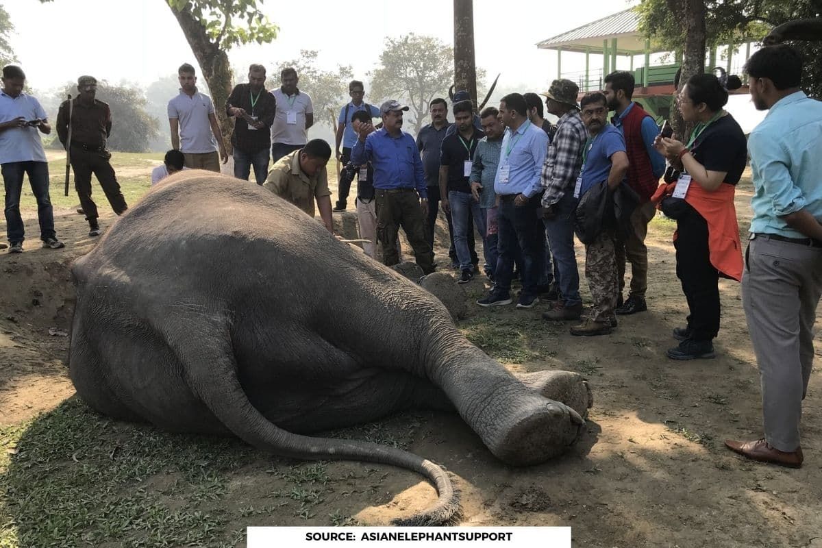 Hemorrhagic disease increasing in Asian elephants: Study