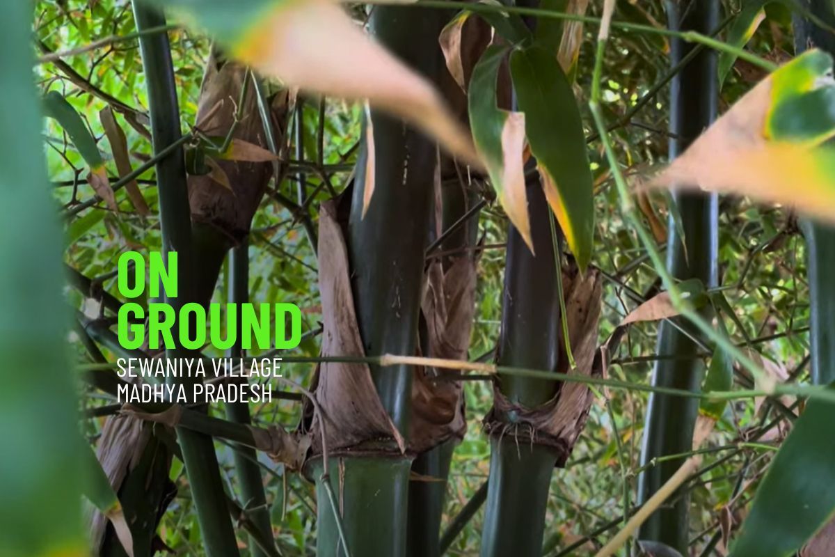 Farmers prevent soil erosion through bamboo plantation