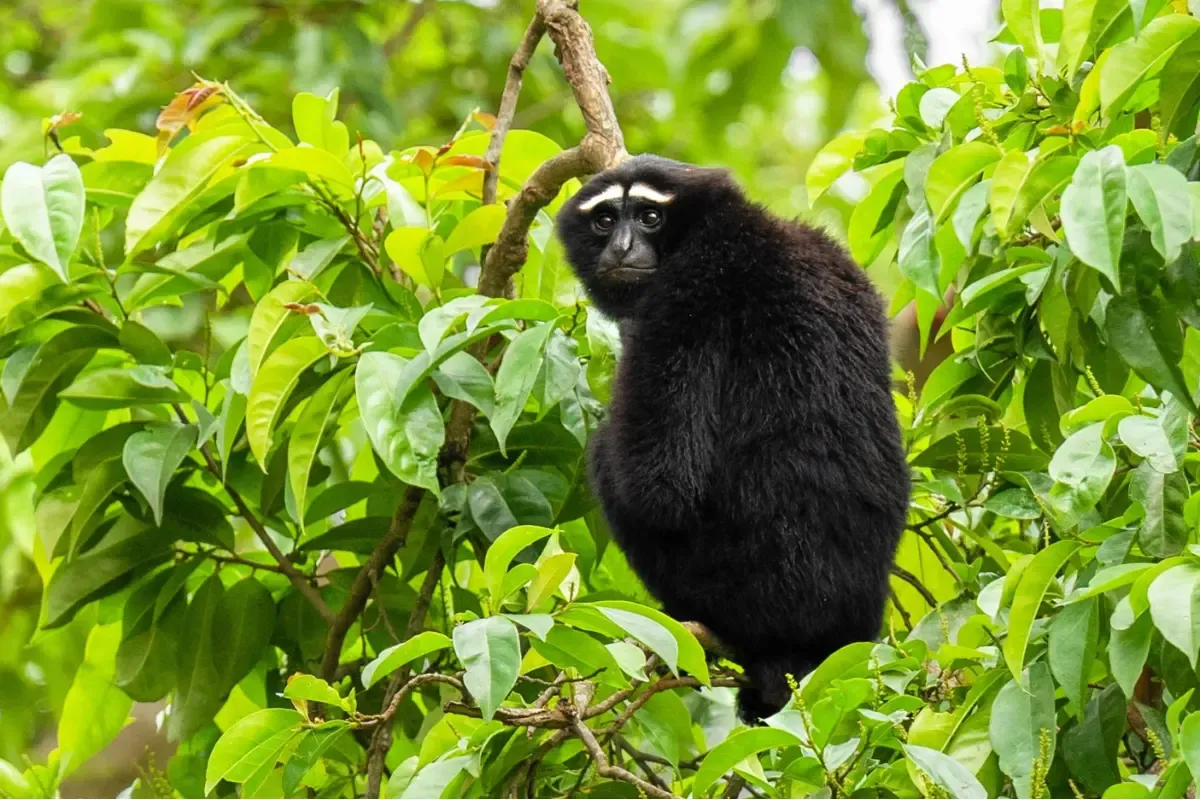 असम में रेलवे ट्रैक से प्रभावित हो रही भारत की इकलौती एप प्रजाति, हुलॉक गिब्बन