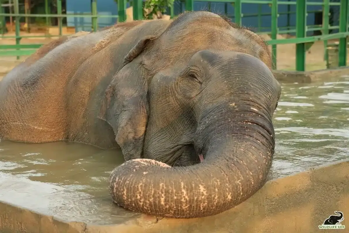 Suzy, oldest rescued elephant in India, celebrates 9 years of freedom