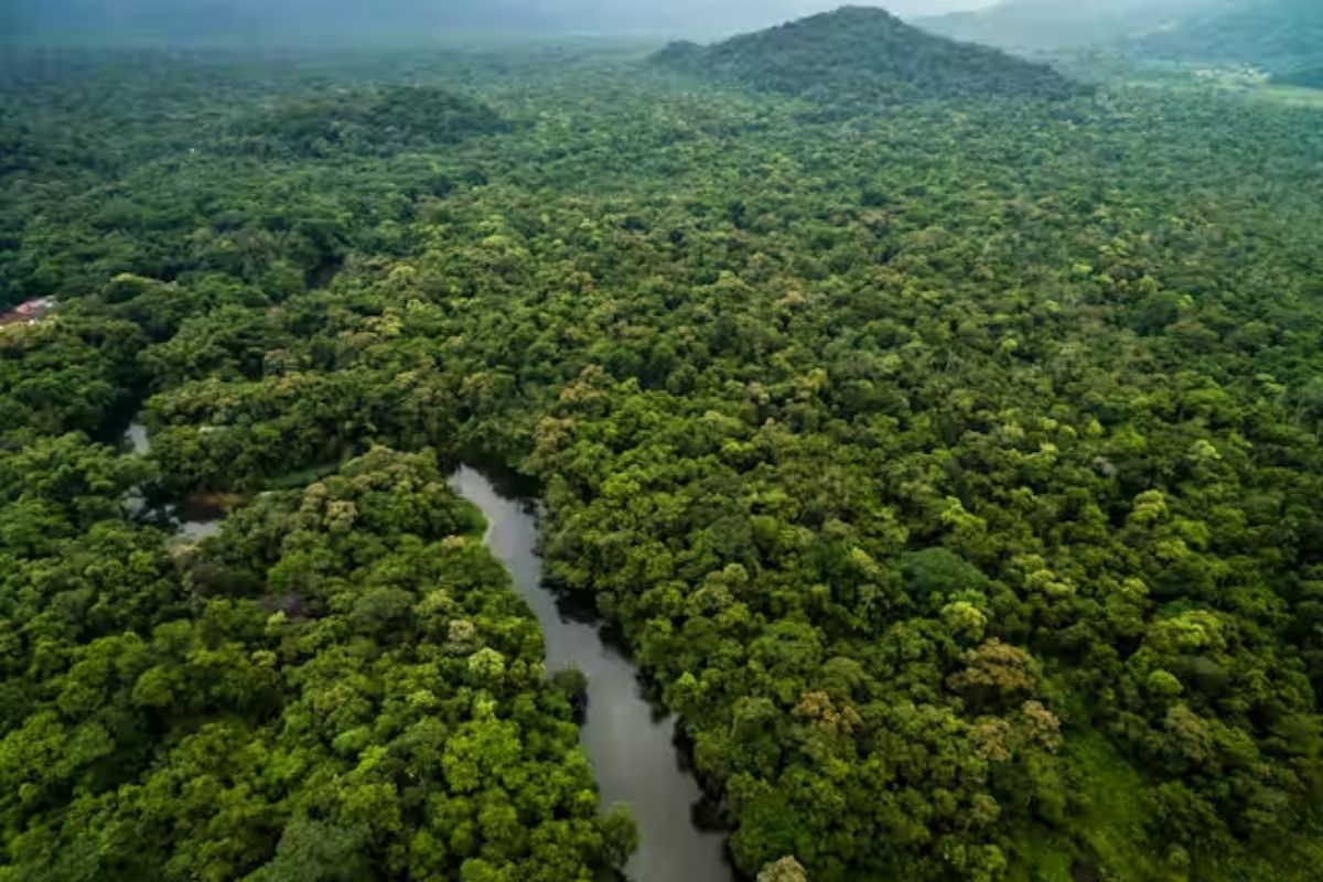 215M hectares of forest larger than Mexico, could regrow on their own