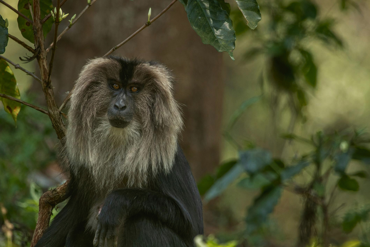 Human pressure forces endangered macaques to alter behavior: study