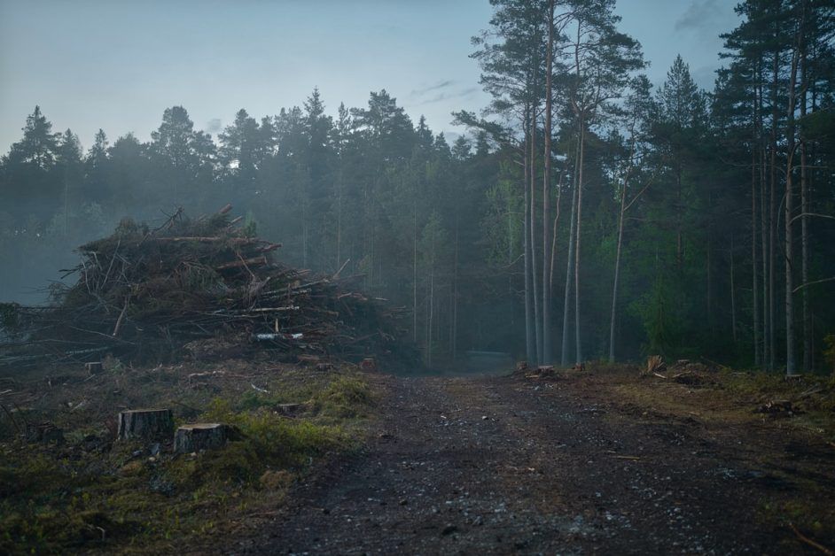 COP26: World leaders promise to end deforestation by 2030