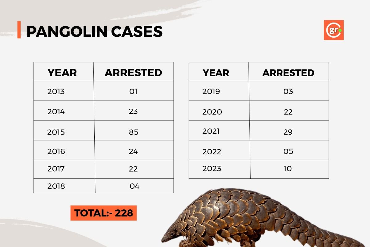 GFX Explaining Pangolin Smuggling Arrests in Madhya Pradesh