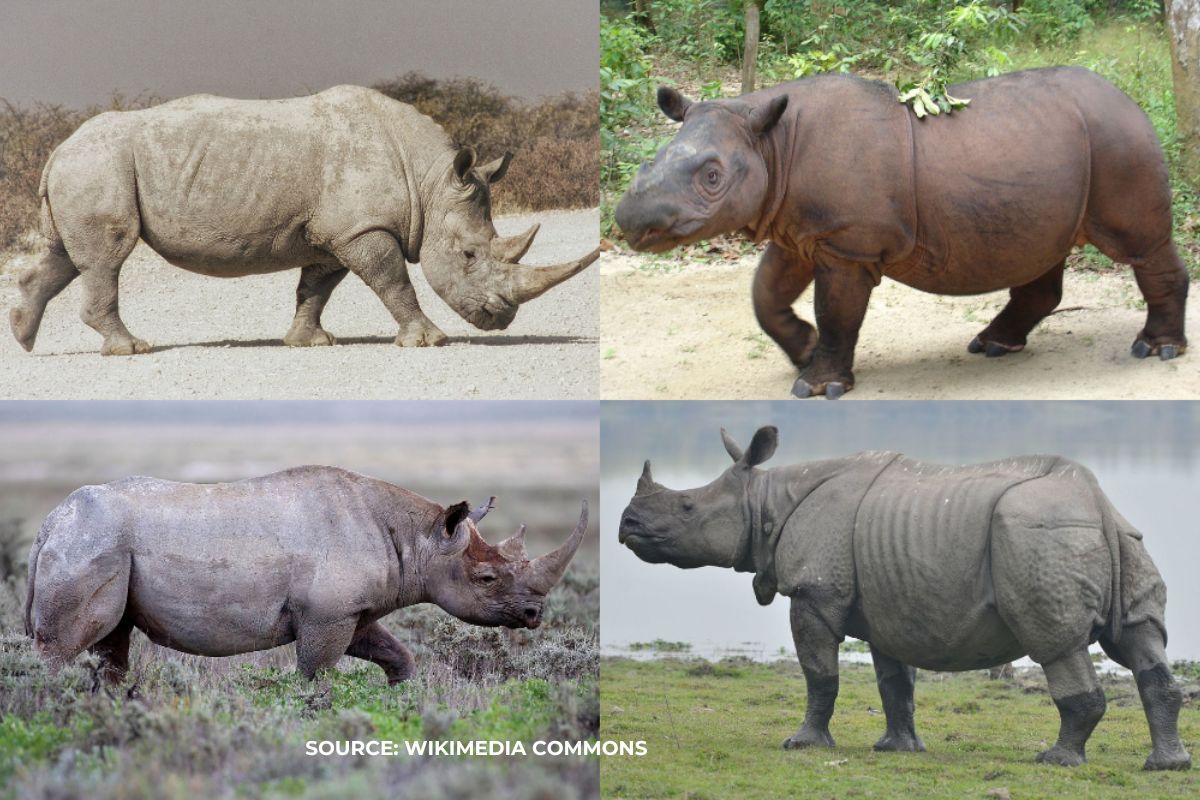 Rhino numbers are increasing, but they are still being hunted