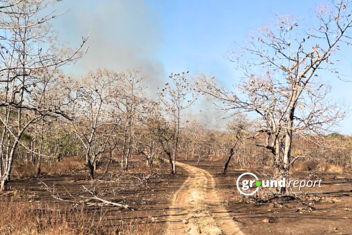 Water level declines and forest dries up in Sheopur