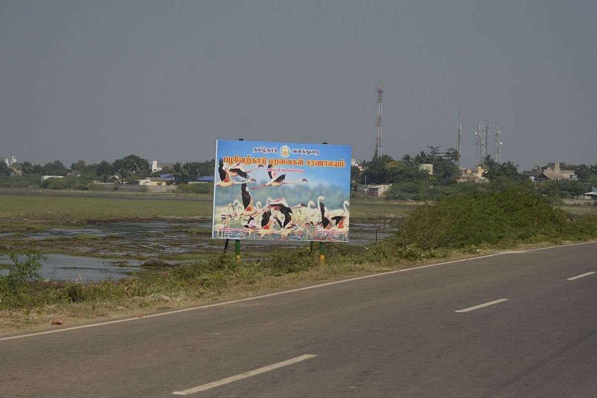 Tamil Nadu plans to denotify large portions of the Pulicat wetland, and the people aren’t happy
