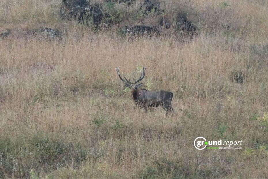 Why Hangul’s Growing Population Doesn’t Tell Full Story