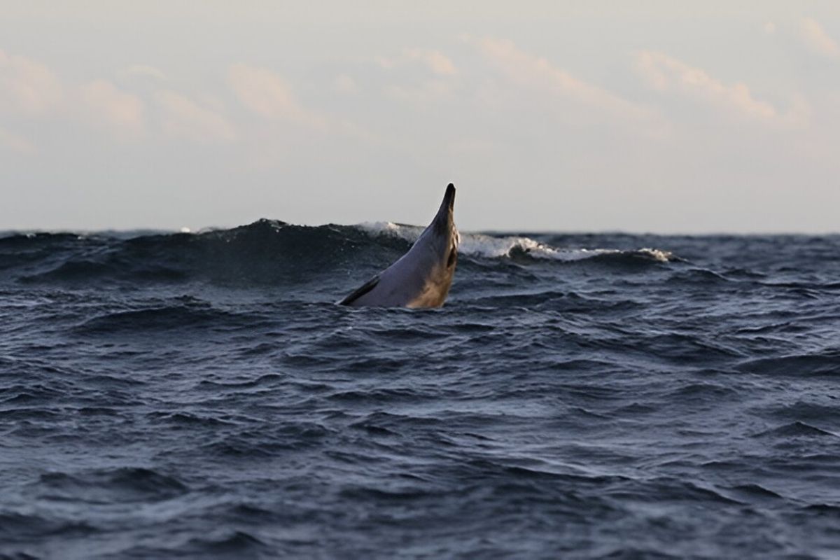How human activities are impacting world's most remote whale species